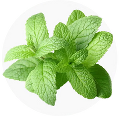 Peppermint