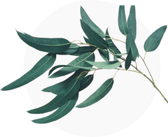 Eucalyptus